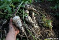 Storing Fresh Root Vegetables for Winter: A Practical Guide