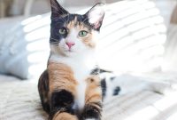 Luxie Kitty and the Sunshine Adventure