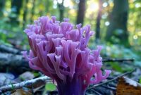 Violet Coral Mushroom Identification and Habitat Guide