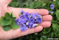 Foraging Wild Violets: Identification, Uses, and Harvesting Tips