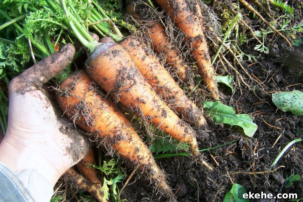 A pile of freshly dug winter carrots that need to be cleaned at the house. 