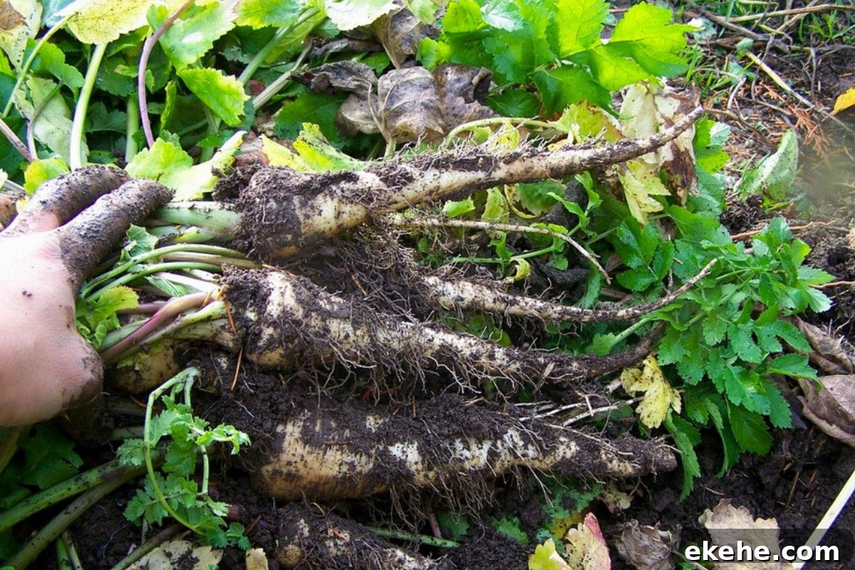 Freshly dug parsnip roots for cold room storage. 