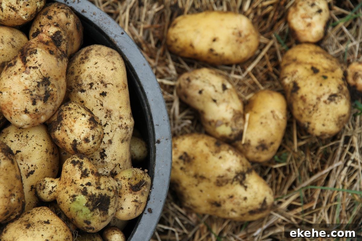 A bucket of freshly dug, Sieglinde potatoes for winter storage.