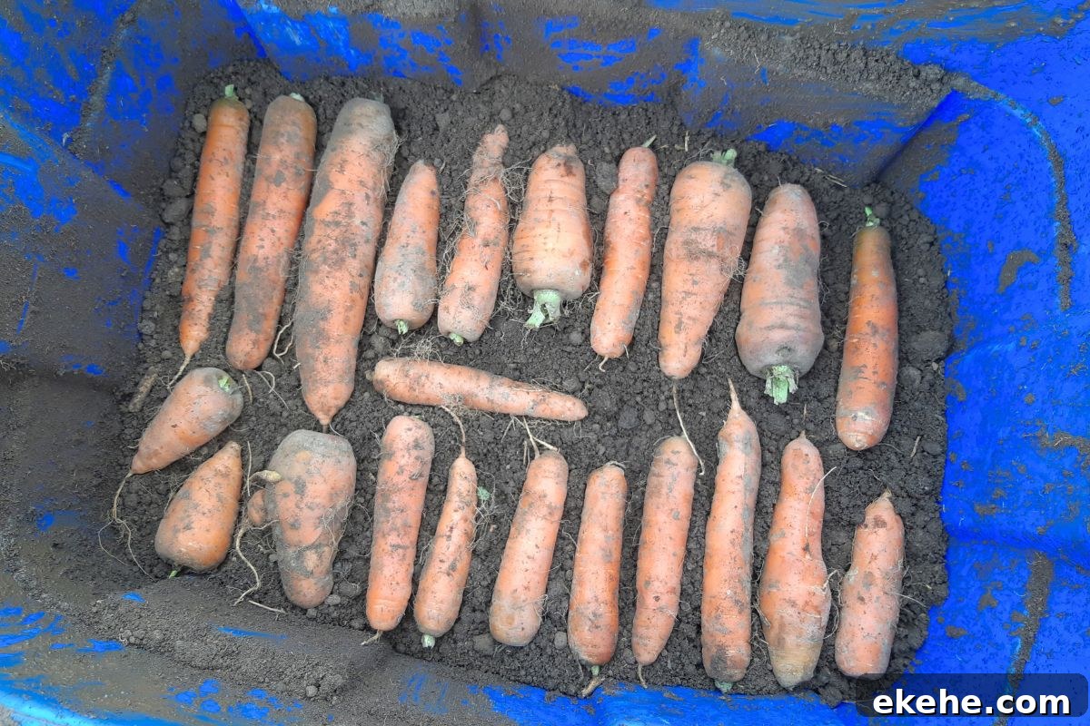 A single layer of carrots on dirt in a plastic tote.
