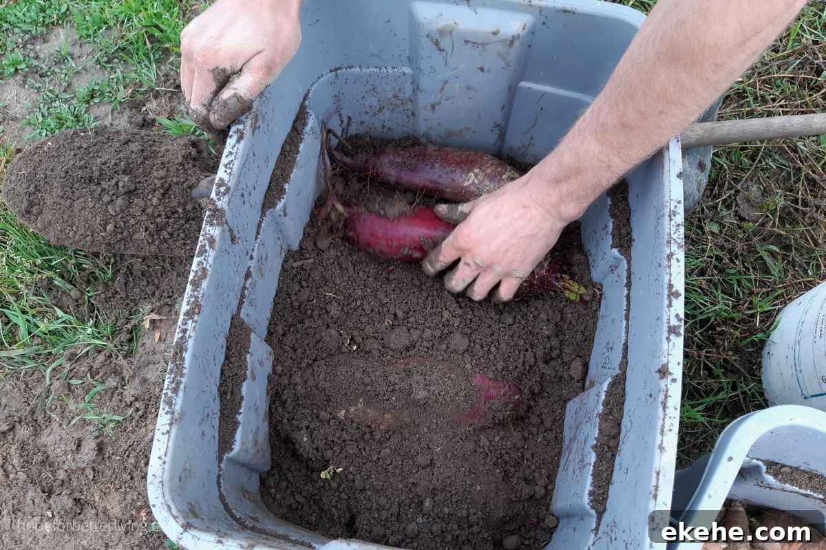 Putting down a single layer of beets in soil lining a rubbermaid bin. 