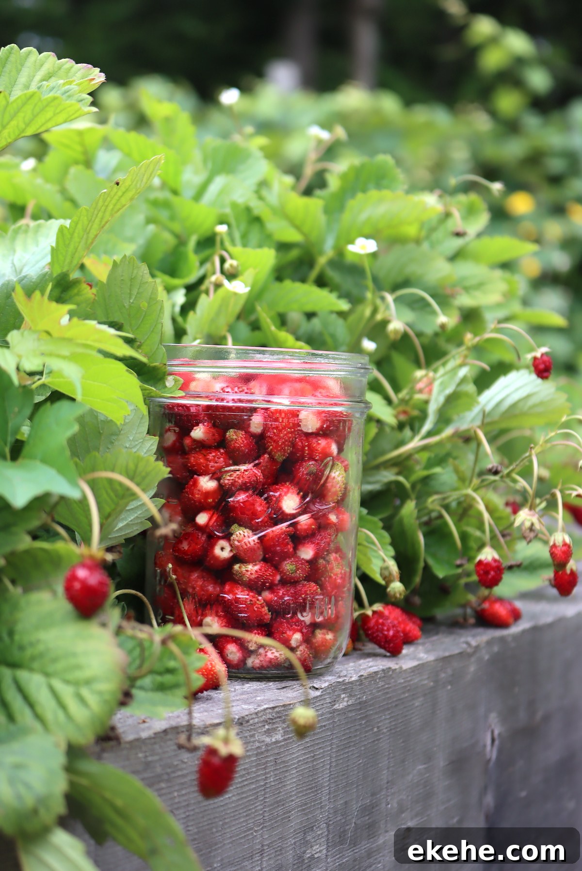 Alpine Strawberry Harvest