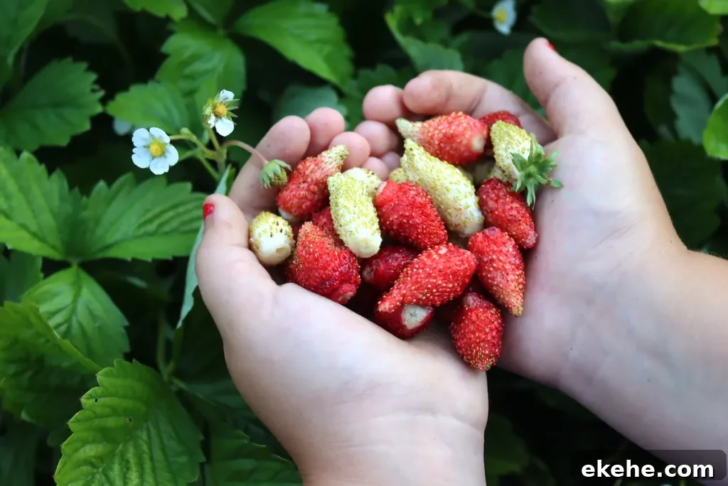 Alpine-Strawberries