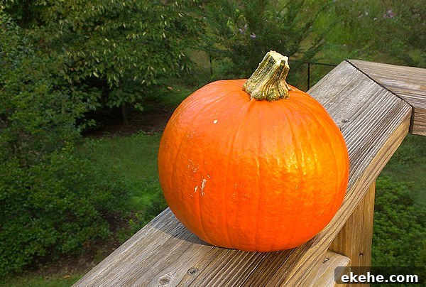 Step by Step Slow Cooker Pumpkin Purée