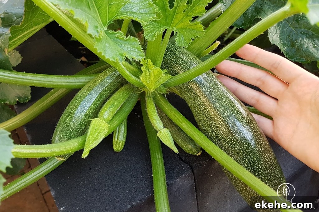 How To Grow Zucchini