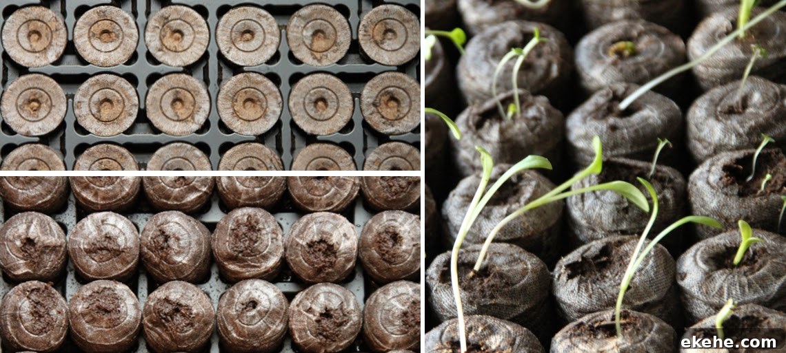 How To Grow Zucchini