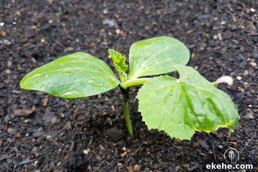 How To Grow Zucchini