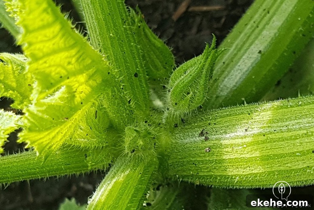How To Grow Zucchini