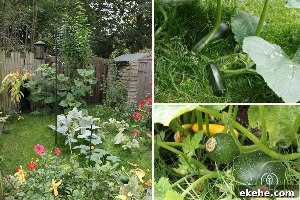How To Grow Zucchini