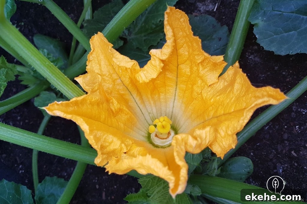 How To Grow Zucchini