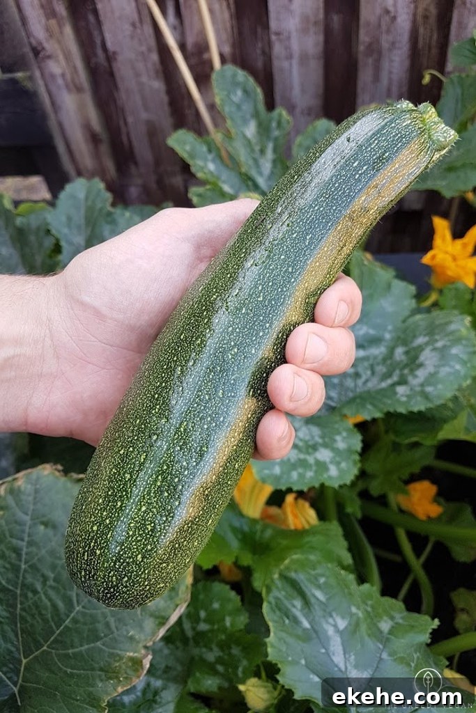 How To Grow Zucchini
