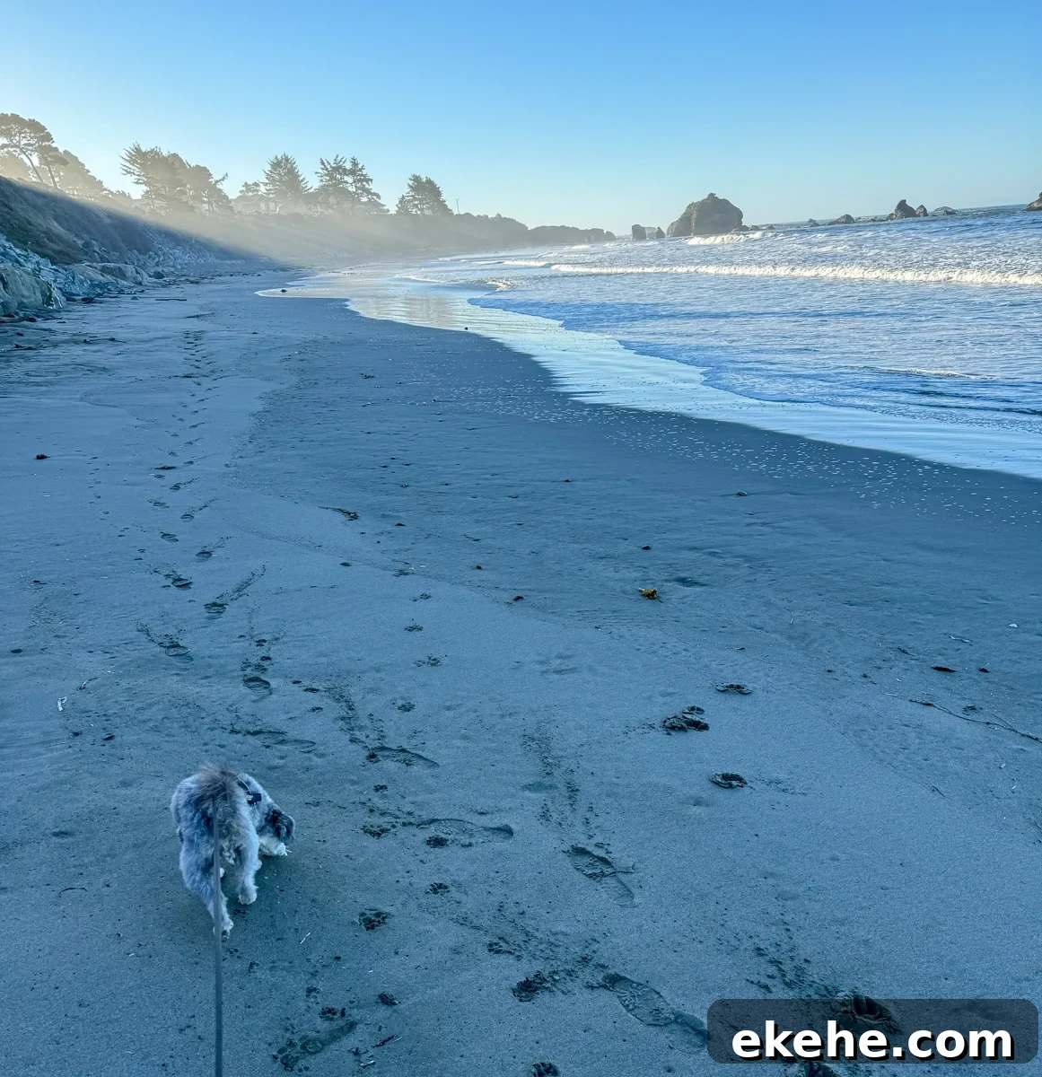 walking the beach with a small dog