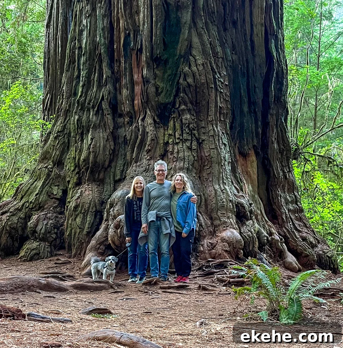 family picture in front of giant redwood tree