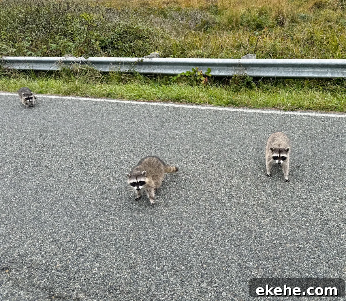 raccoons on the road