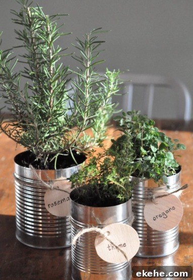 Tin Can Herb Garden