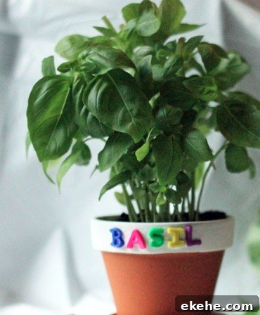 Culinary Herb Garden