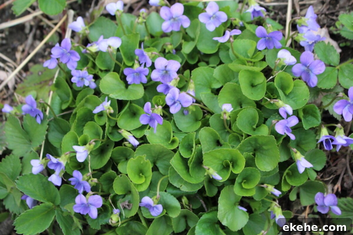 Wild violet plant