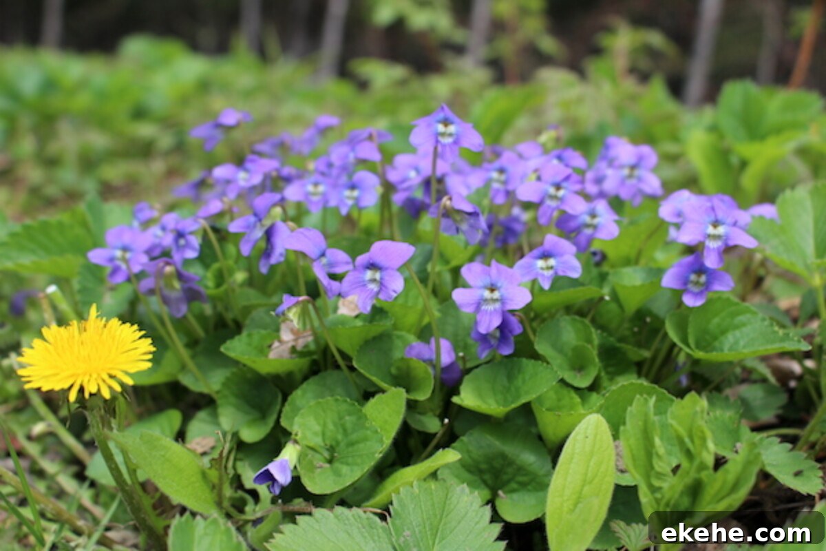 Wild violets growing in full sun