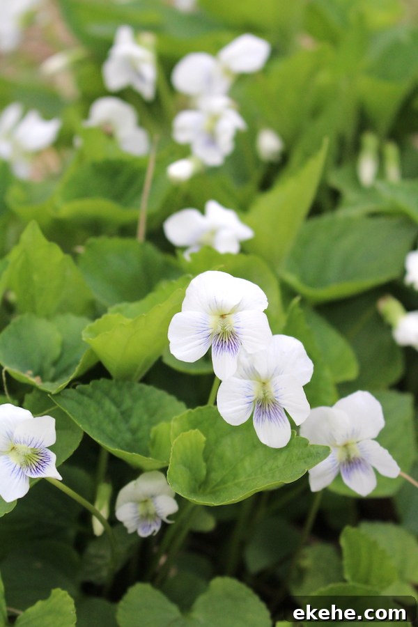 White Violet Flowers