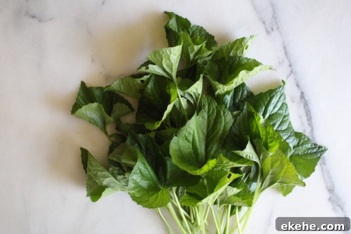 Wild Violet Leaves