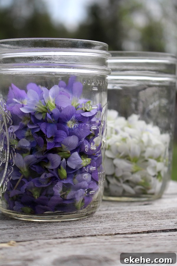Jars filled with wild foraged wild violets
