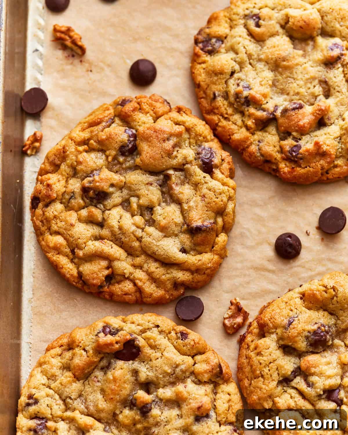 bakery style chocolate chip cookies on a baking sheet with chocolate chips and walnuts.