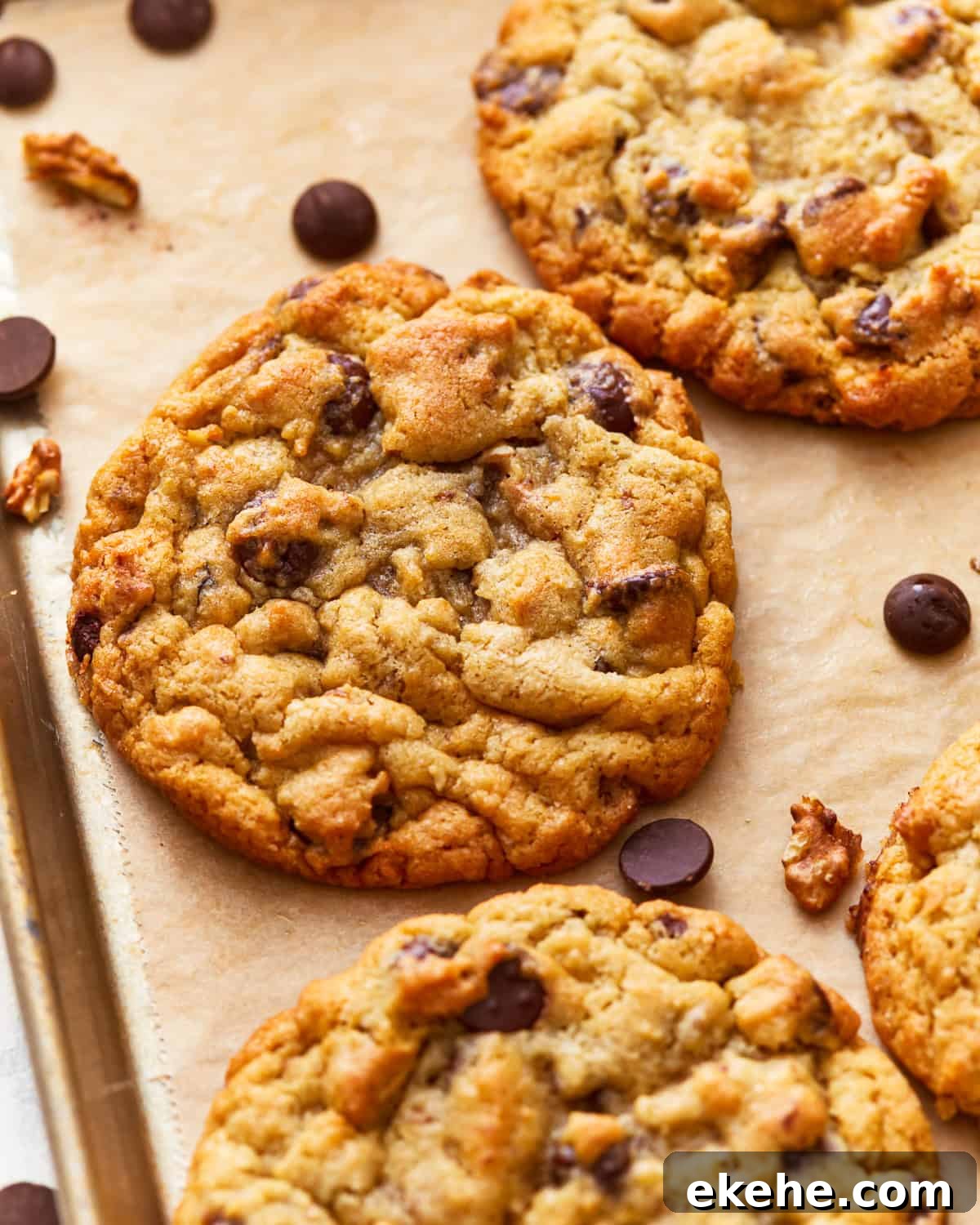 giant chocolate chip walnut cookies on a baking sheet with chocolate chips and walnuts.