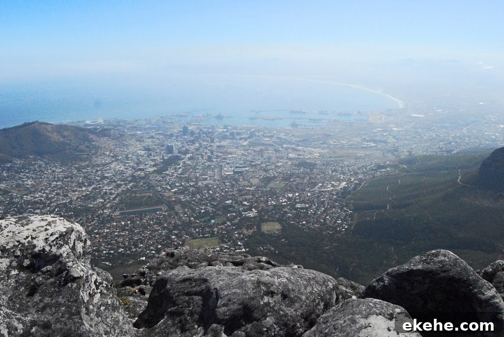 Plant life on Table Mountain