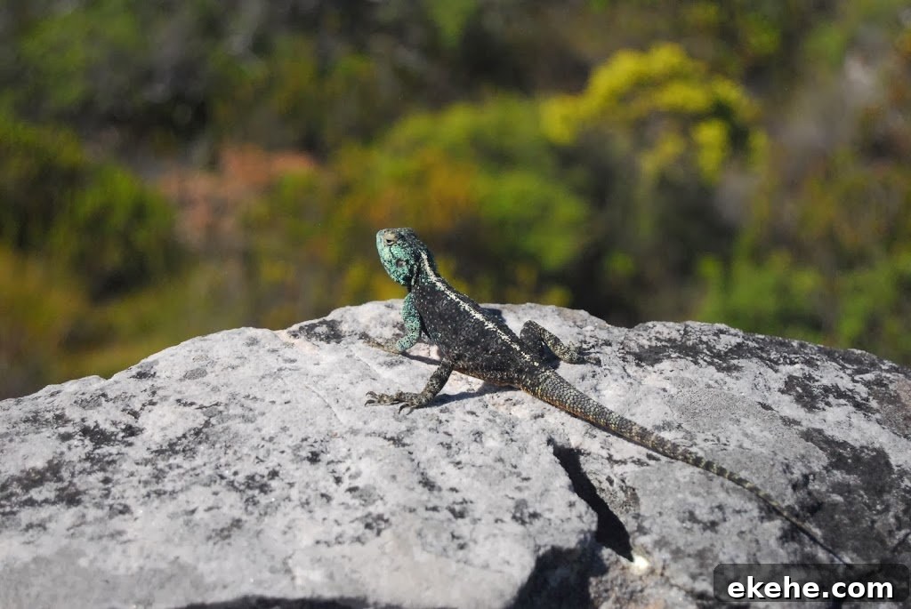 Colorful lizard on Table Mountain